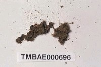 藏品(日本蘚葉苔)的圖片